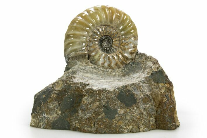 Calcite-Replaced Ammonite (Aegasteroceras) Fossil - England #316528